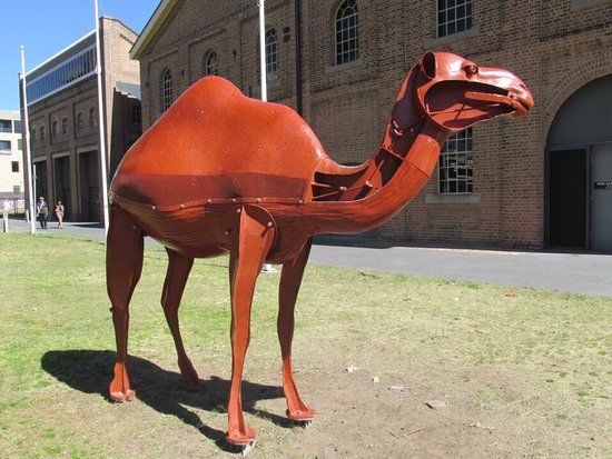 Constance The Camel Sculpture